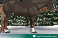 Horse Color:Liver Chestnut