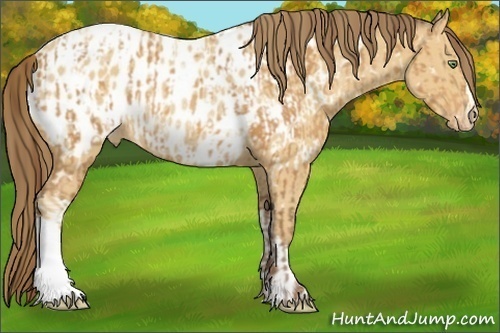 Horse Color:Sable Cream Champagne Near Leopard  and Amber Cream Champagne Near Leopard Rabicano 