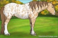 Horse Color:Sable Cream Champagne Appaloosa  and Amber Cream Champagne Appaloosa Rabicano 