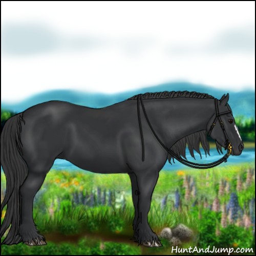 Horse Color:Black 