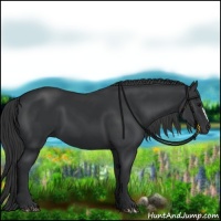 Horse Color:Black 