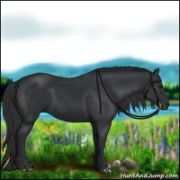 Horse Color:Black 