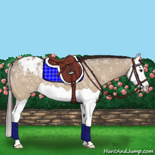 Horse Color:Brown Ice Dun Splash Appaloosa 