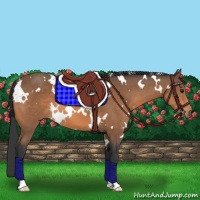 Horse Color:White Spotted Bay