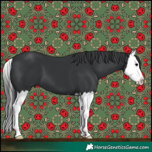 Horse Color:Black Splash