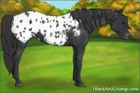 Horse Color:Black Appaloosa Rabicano