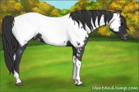 Horse Color:Black Tobiano Near Fewspot 