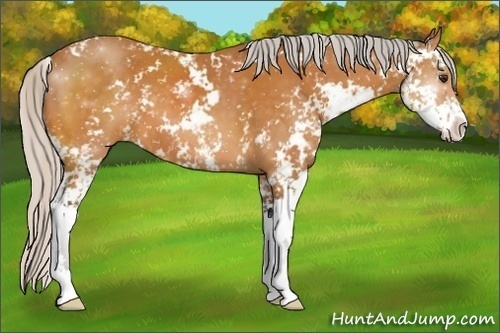 Horse Color:Silver Buckskin Sabino