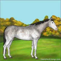 Horse Color:White Spotted Bay Ice Dun