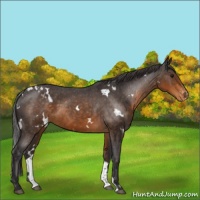 Horse Color:White Spotted Buckskin Appaloosa 