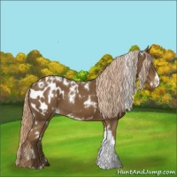 Horse Color:White Spotted Chocolate Palomino Blanket