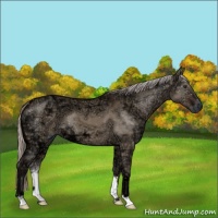 Horse Color:Silver Brown Ice Dun