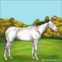 Horse Color:Plaid White Spotted Brown Ice Dun Frame Appaloosa Rabicano