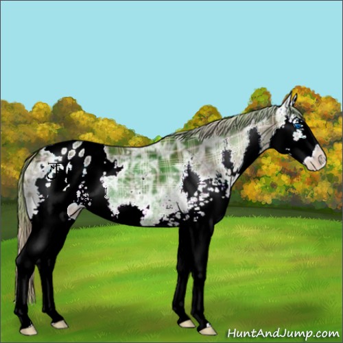 Horse Color:Plaid  White Spotted Liver Chestnut Ice Splash Appaloosa 