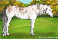 Horse Color:White Spotted Bay Splash  and White Spotted Bay Splash 