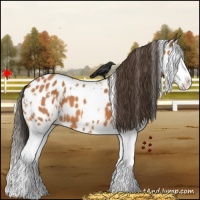 Horse Color:White Spotted Bay Splash Appaloosa 