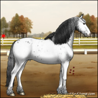 Horse Color:White Spotted Black Appaloosa