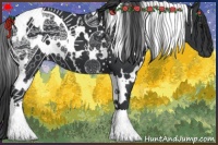 Horse Color:White Spotted Black 