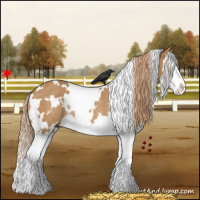 Horse Color:White Spotted Chestnut Sabino Splash Rabicano 