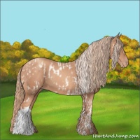 Horse Color:Gold Champagne Tobiano Appaloosa and Gold Champagne