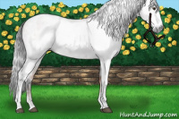 Horse Color:Gray White Spotted Bay Splash and Gray White Spotted Bay Splash