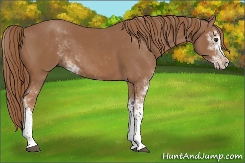 Horse Color:Chestnut Sabino 