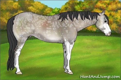 Horse Color:Grullo Ice Onyx Sabino 