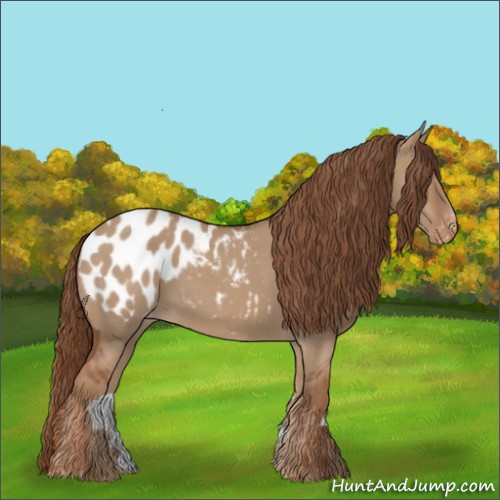 Horse Color:Red Dun Appaloosa 