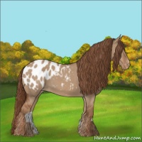 Horse Color:Red Dun Appaloosa 