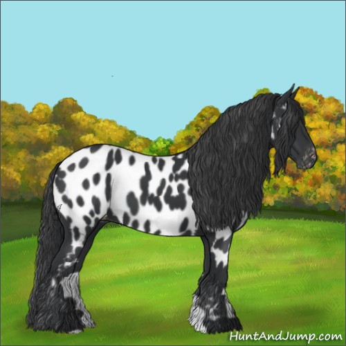 Horse Color:Black Appaloosa 