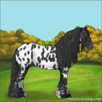 Horse Color:Black Appaloosa 