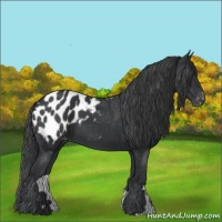 Horse Color:Black Appaloosa