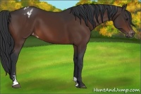 Horse Color:Brown Sabino Varnish 