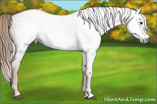 Horse Color:Gray Chestnut Ice Sabino