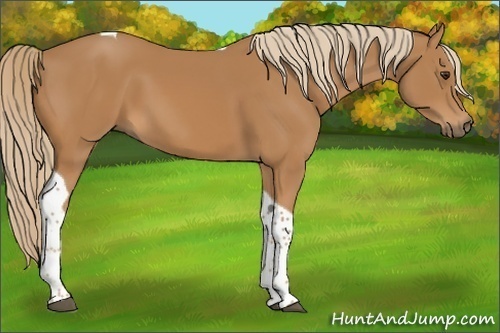 Horse Color:Chestnut Tobiano 