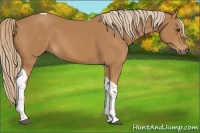 Horse Color:Chestnut Tobiano 