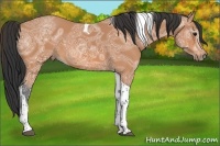 Horse Color:Bay Ice Tobiano 