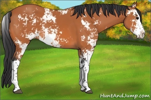 Horse Color:Bay Sabino