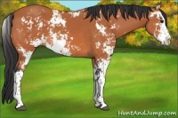 Horse Color:Bay Sabino 
