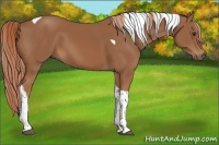 Horse Color:Chestnut Tobiano 