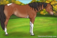 Horse Color:Bay Tobiano