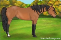 Horse Color:Bay Sabino 