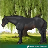 Horse Color:Brown 