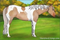 Horse Color:Silver Bay Dun Tobiano 