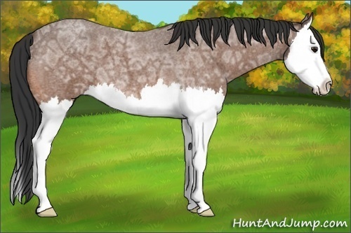 Horse Color:Bay Ice Roan Splash 
