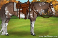 Horse Color:White Spotted Liver Chestnut Splash Frame 