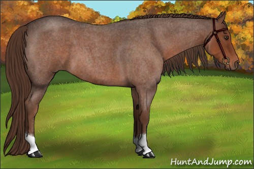 Horse Color:Liver Red Roan 