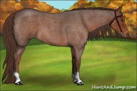 Horse Color:Liver Red Roan 