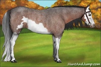 Horse Color:Brown Roan Splash Frame Rabicano 