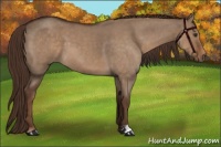 Horse Color:Liver Red Dun Roan 